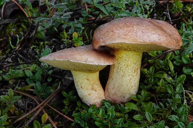 masliak kopcový Suillus collinitus (Fr.) Kuntze