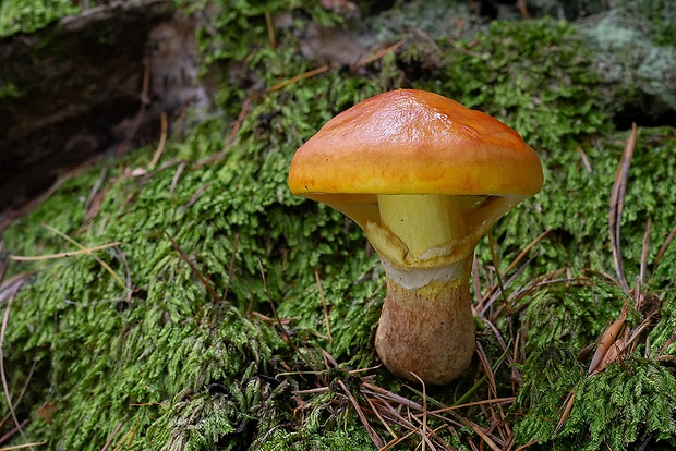 masliak smrekovcový Suillus grevillei (Klotzsch) Singer