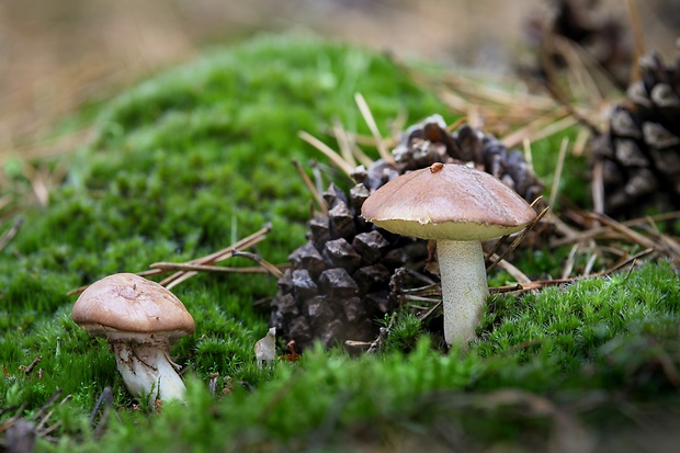 masliak obyčajný Suillus luteus (L.) Roussel