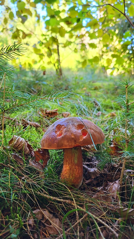 hríb zrnitohlúbikový Sutorius luridiformis (Rostk.) G. Wu & Zhu L. Yang