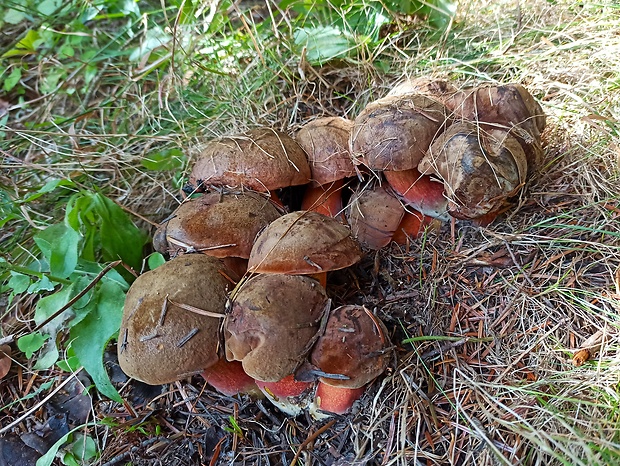 hríb zrnitohlúbikový Sutorius luridiformis (Rostk.) G. Wu & Zhu L. Yang