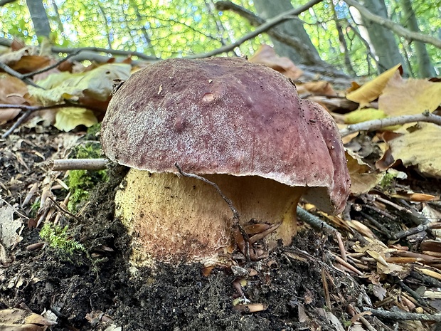 hríb sosnový Boletus pinophilus Pil. et Dermek in Pil.