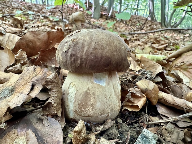 hríb dubový Boletus reticulatus Schaeff.