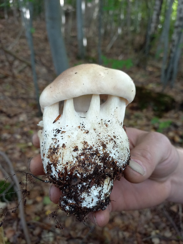 hríb smrekový Boletus edulis Bull.