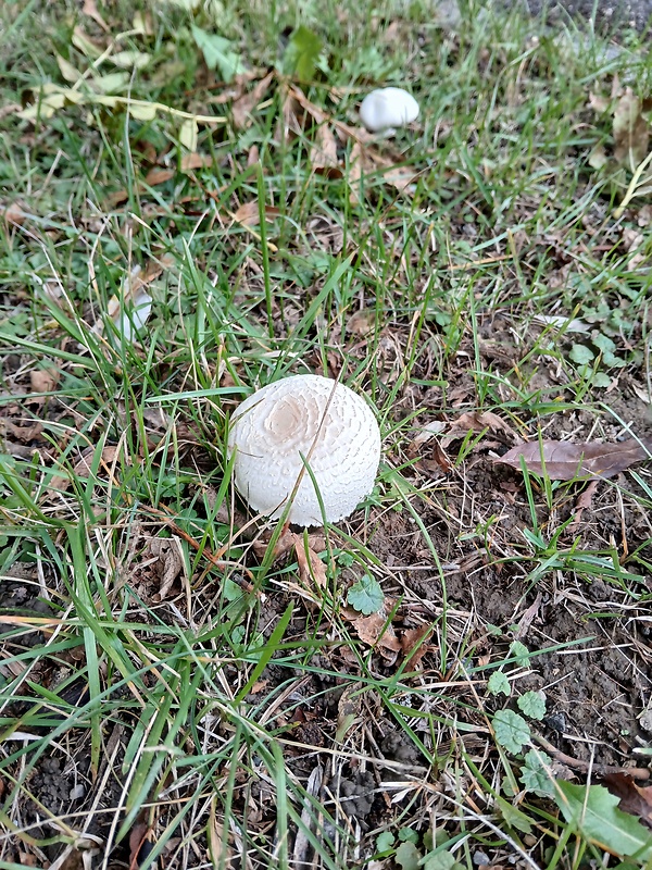 pečiarka obyčajná Agaricus bitorquis (Quél.) Sacc.