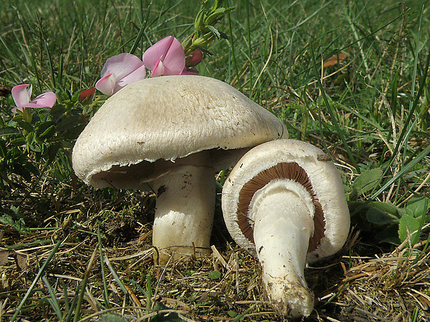 pečiarka Deylova Agaricus depauperatus (F.H. Møller) Pilát