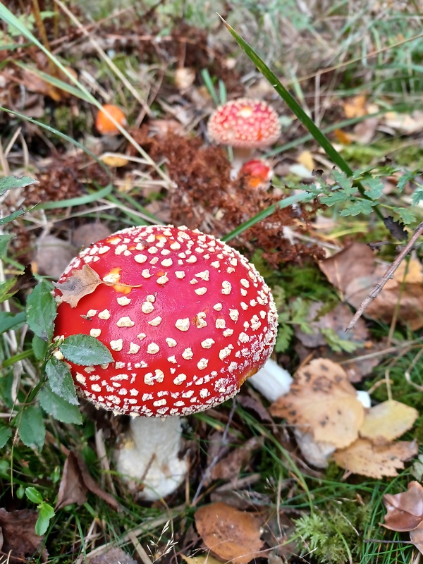 muchotrávka červená Amanita muscaria (L.) Lam.