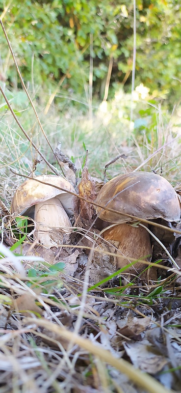 hríb bronzový Boletus aereus  Bull. ex Fr.