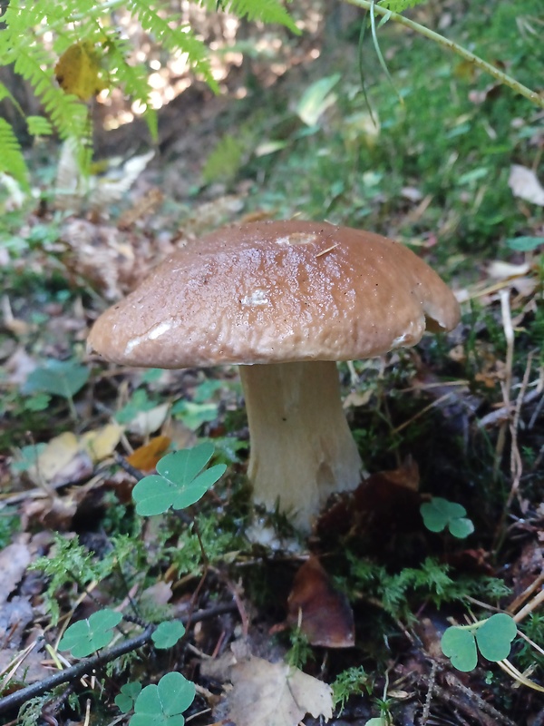 hríb smrekový Boletus edulis Bull.