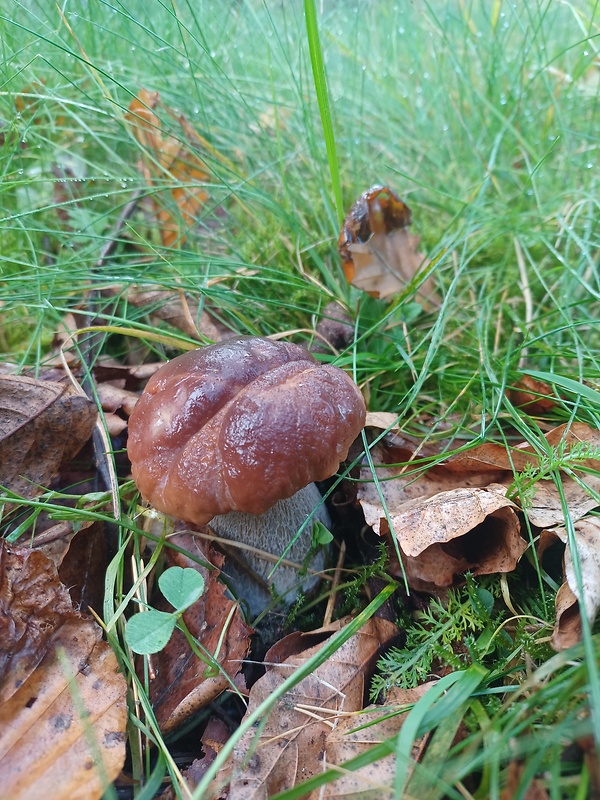 hríb smrekový Boletus edulis Bull.