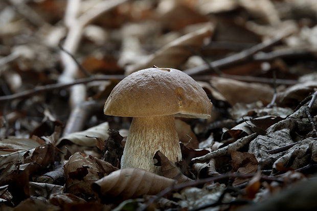 hríb smrekový Boletus edulis Bull.