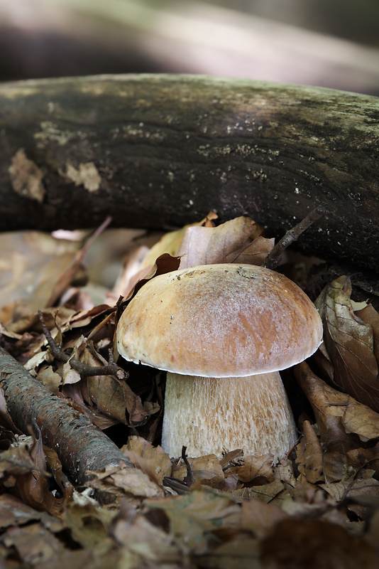 hríb smrekový Boletus edulis Bull.