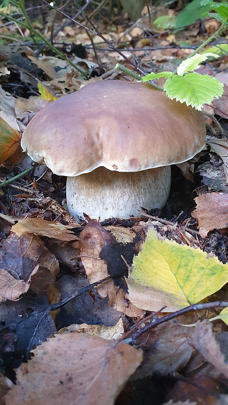 hríb smrekový Boletus edulis Bull.