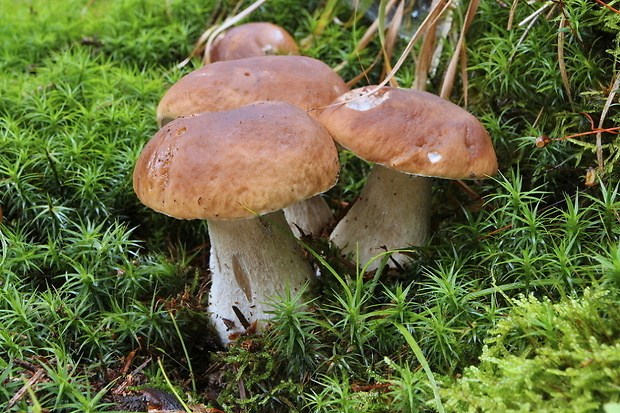 hríb smrekový Boletus edulis Bull.