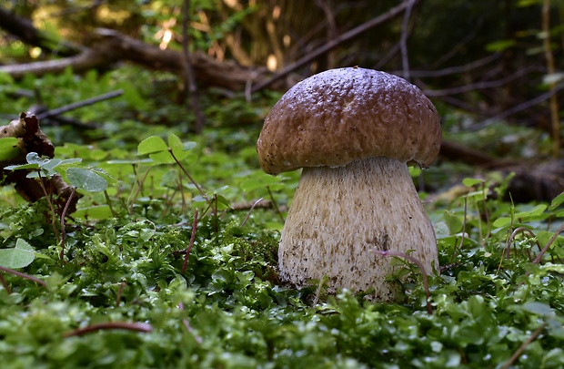 hríb smrekový Boletus edulis Bull.