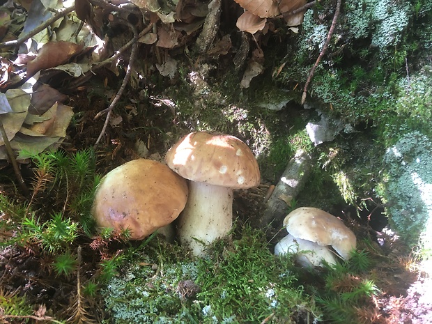 hríb smrekový Boletus edulis Bull.