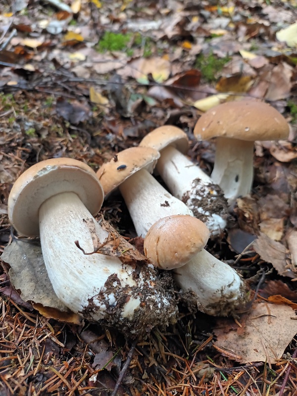 hríb smrekový Boletus edulis Bull.