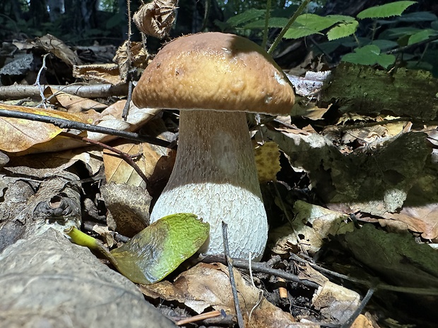 hríb smrekový Boletus edulis Bull.