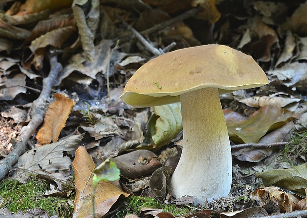 hríb smrekový Boletus edulis Bull.