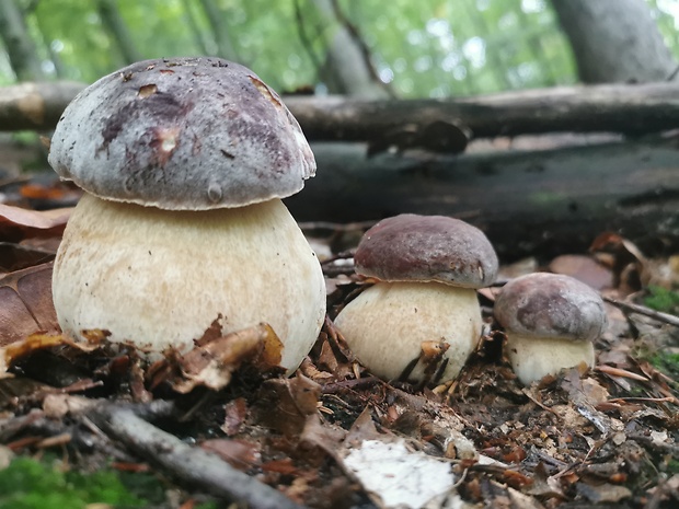 hríb sosnový Boletus pinophilus Pil. et Dermek in Pil.