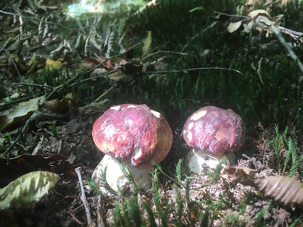 hríb sosnový Boletus pinophilus Pil. et Dermek in Pil.