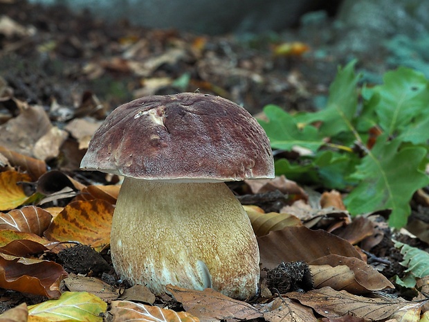 hríb sosnový Boletus pinophilus Pil. et Dermek in Pil.