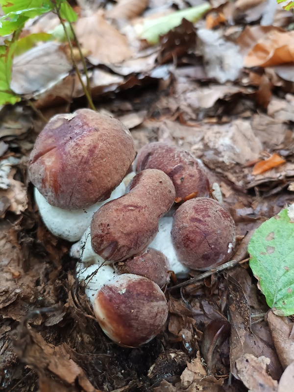 hríb sosnový Boletus pinophilus Pil. et Dermek in Pil.