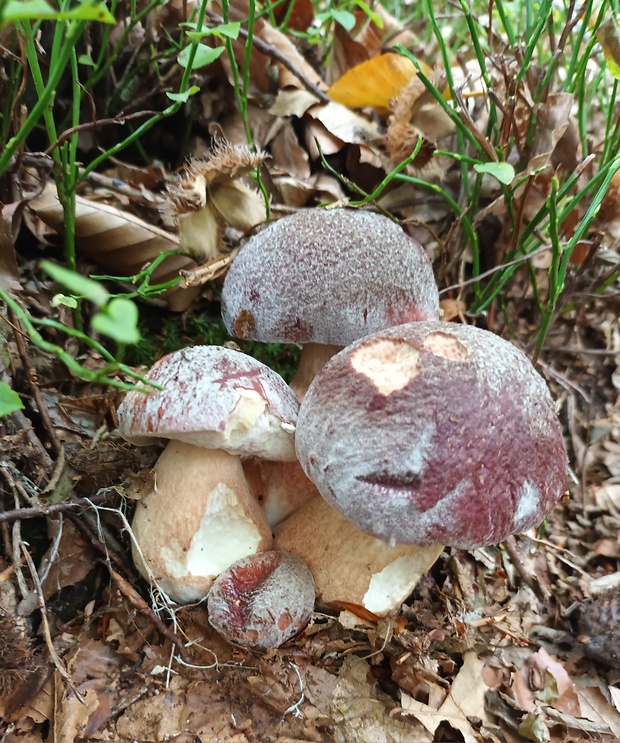 hríb sosnový Boletus pinophilus Pil. et Dermek in Pil.