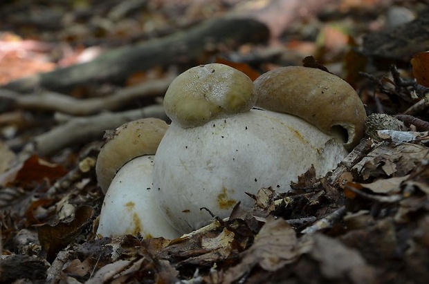 hríb dubový Boletus reticulatus Schaeff.