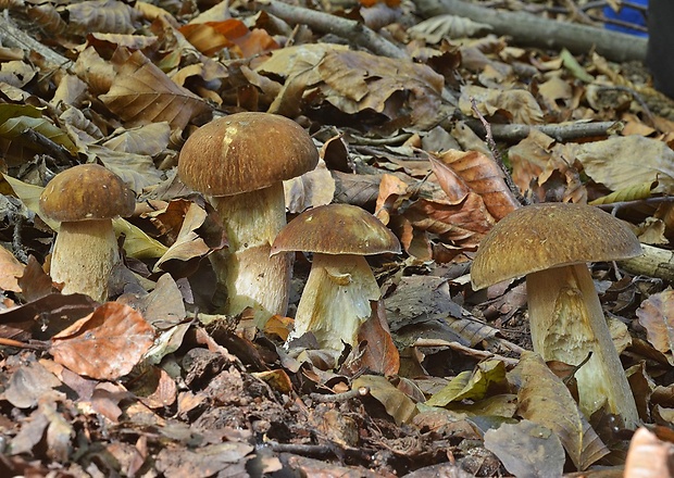 hríb dubový Boletus reticulatus Schaeff.