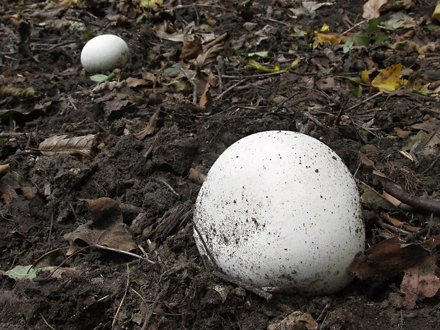 vatovec obrovský Calvatia gigantea (Batsch) Lloyd