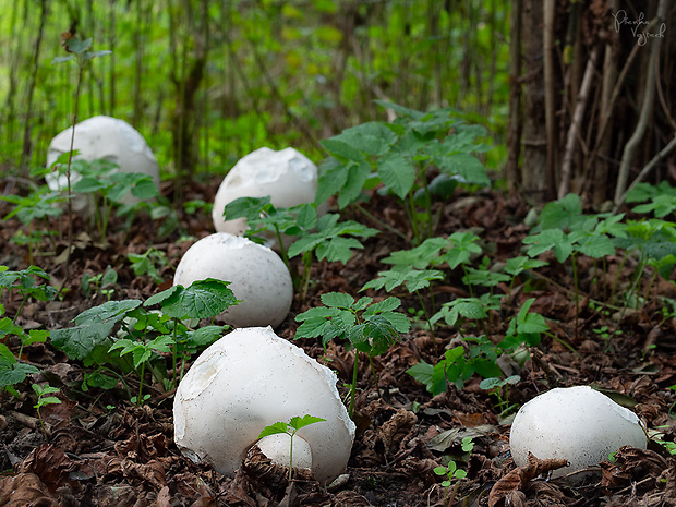 vatovec obrovský Calvatia gigantea (Batsch) Lloyd