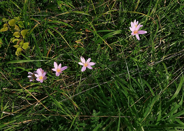 jesienka obyčajná Colchicum autumnale