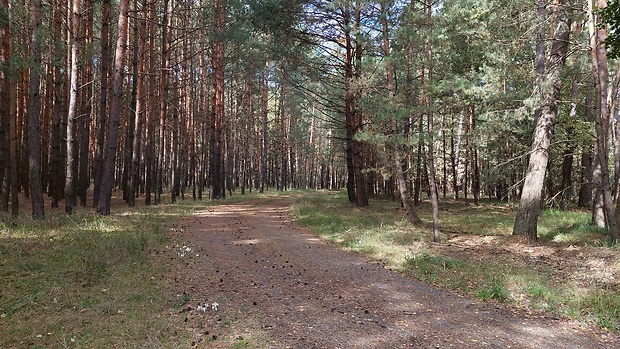 hnojník habitat Coprinus sp.