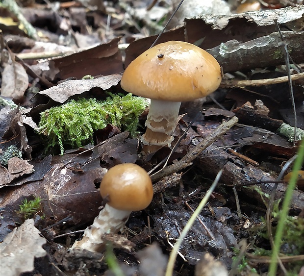 pavučinovec Cortinarius sp.