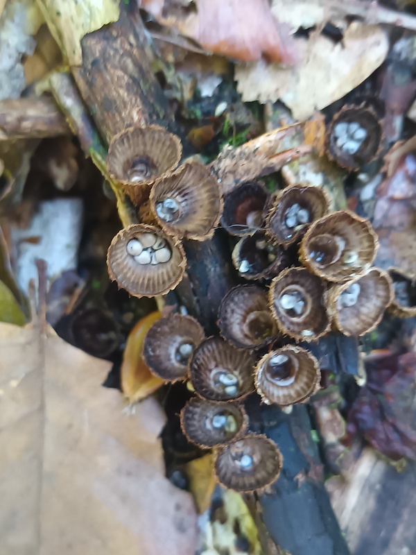 čiaškovec pásikavý Cyathus striatus (Huds.) Willd.