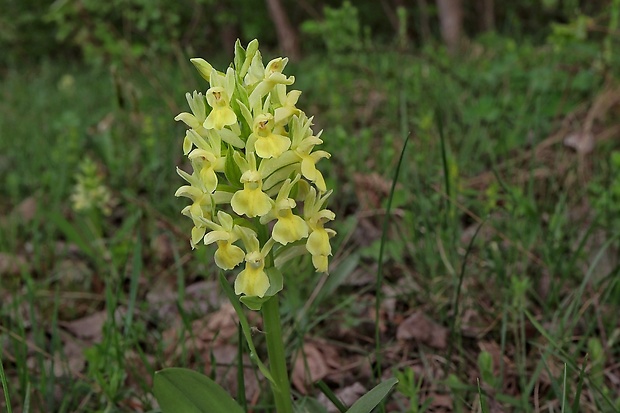 vstavačovec bazový Dactylorhiza sambucina (L.) Soó