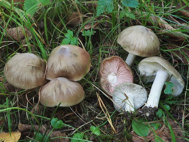 hodvábnica stenčená Entoloma griseoluridum (Kühner) M.M. Moser