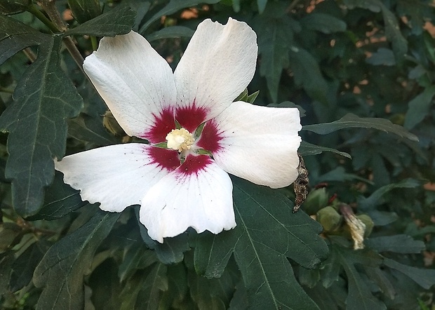 ibištek sýrsky Hibiscus syriacus L.