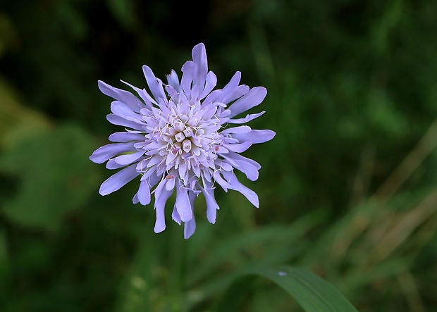 chrastavec roľný Knautia arvensis (L.) Coult.