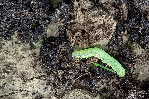 mora kelova-husenica  Lacanobia oleracea