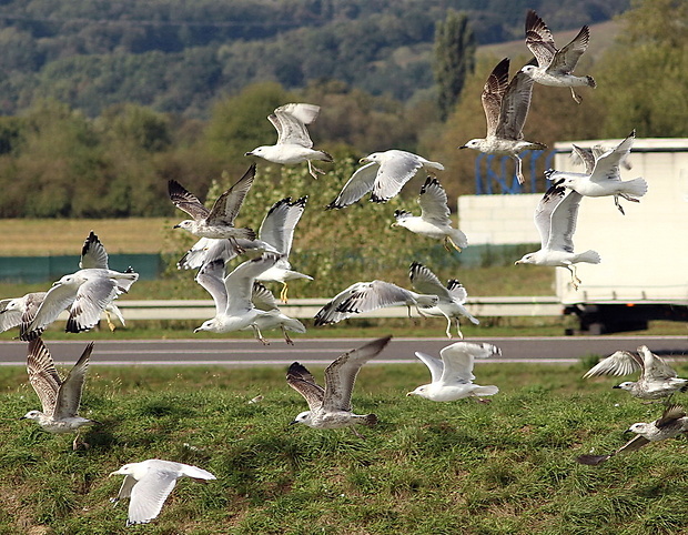 čajka bielohlavá Larus cachinnans