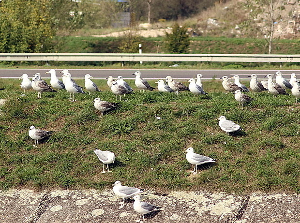 čajka bielohlavá Larus cachinnans