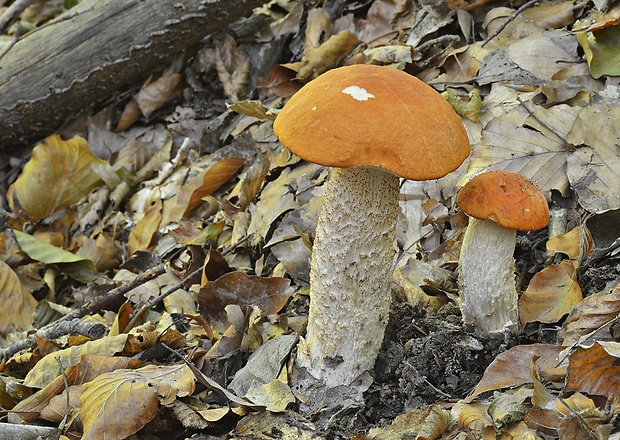 kozák osikový Leccinum albostipitatum den Bakker & Noordel.