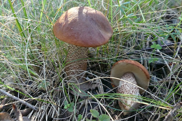 kozák dubový Leccinum aurantiacum (Bull.) Gray