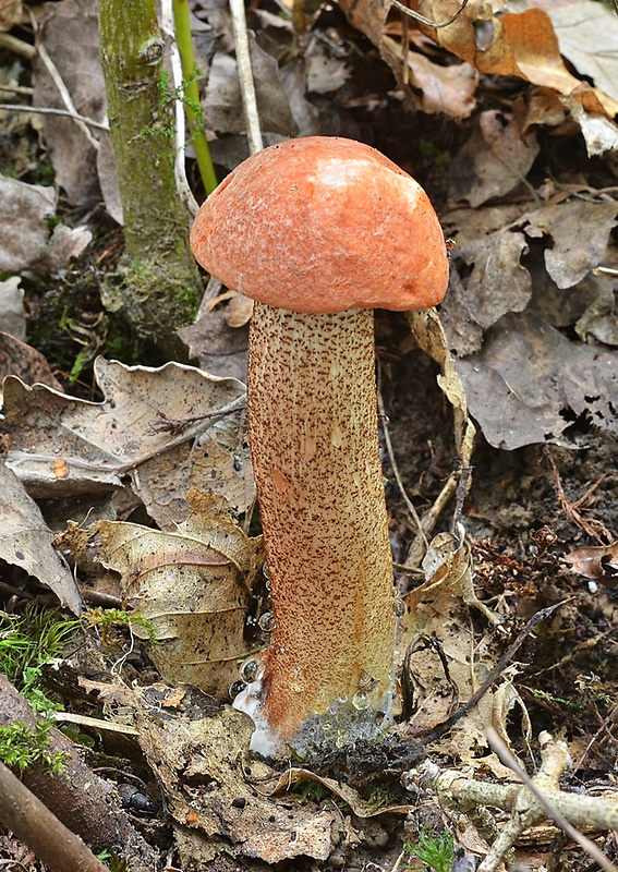 kozák dubový Leccinum aurantiacum (Bull.) Gray