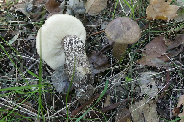 kozák topoľový Leccinum duriusculum (Schulzer ex Kalchbr.) Singer