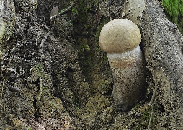 kozák topoľový Leccinum duriusculum (Schulzer ex Kalchbr.) Singer