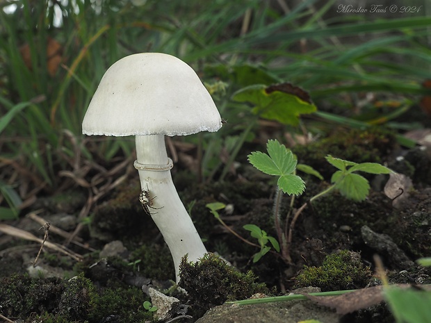 bedlica ružovolupeňová Leucoagaricus leucothites (Vittad.) Wasser