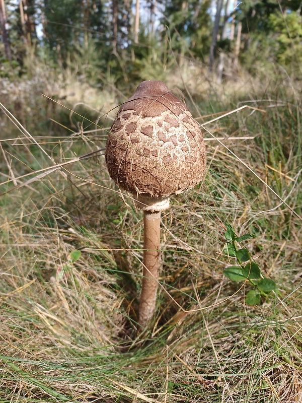 bedľa vysoká Macrolepiota procera (Scop.) Singer